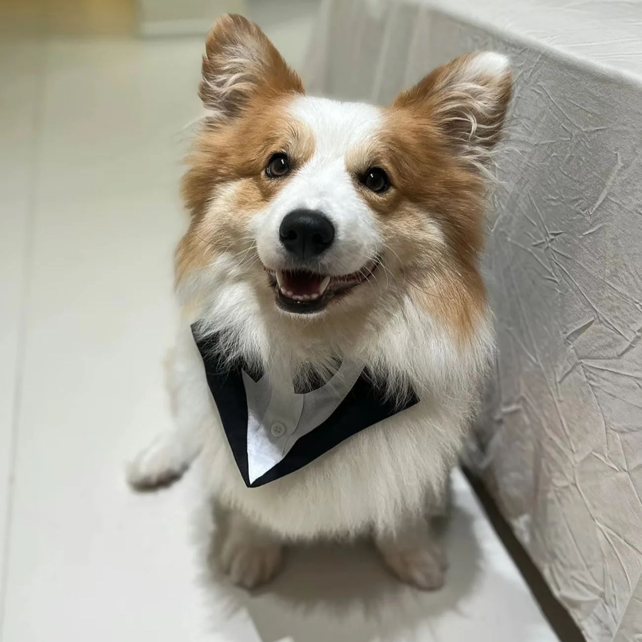 Suitsupply Wedding Tuxedo - 반려견 의류 패션 파티 쇼 정장